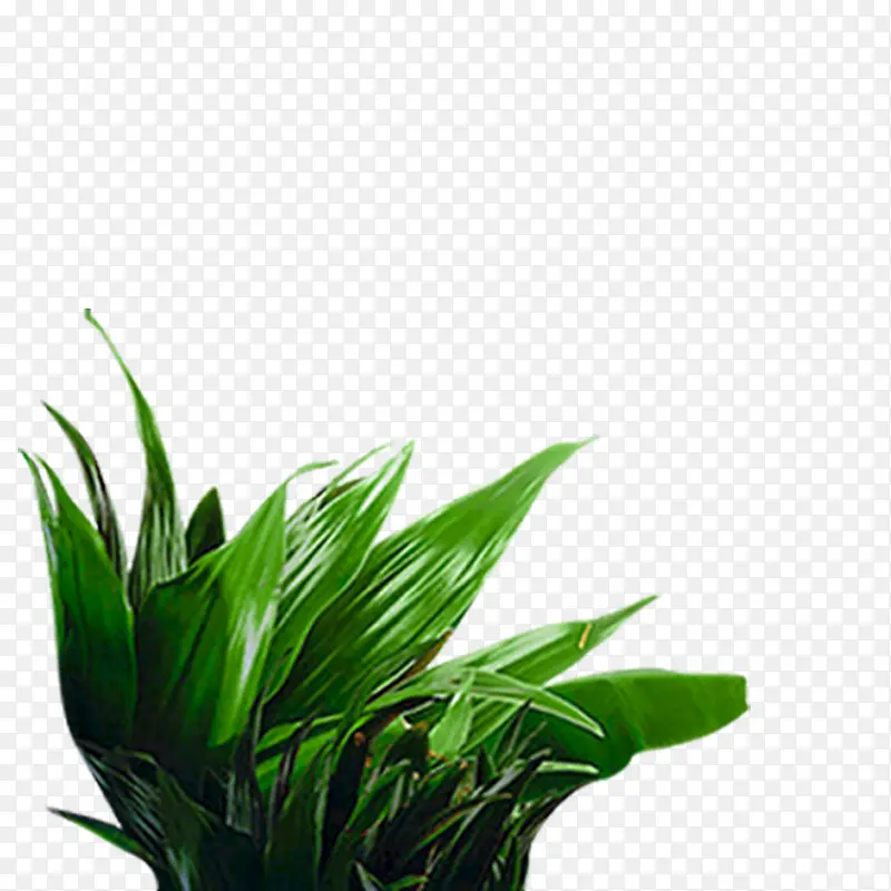 绿色植物PNG图片素材下载_图片编号yglabznx-免抠素材网