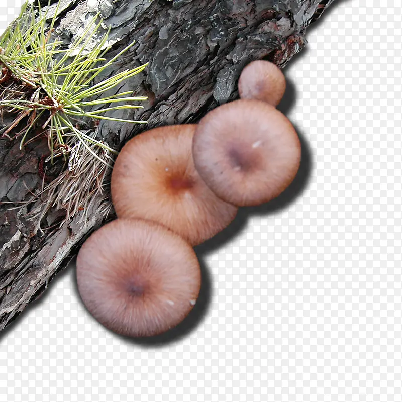 老树蘑菇免抠素材