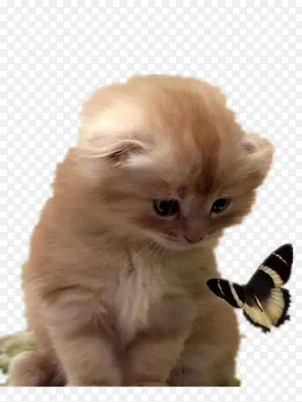 宠物小猫与蝴蝶