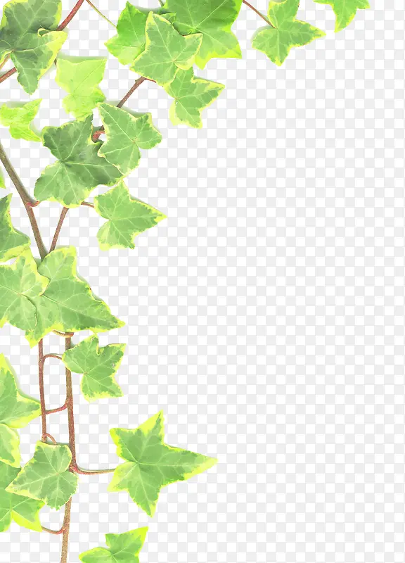 爬山虎植物藤蔓