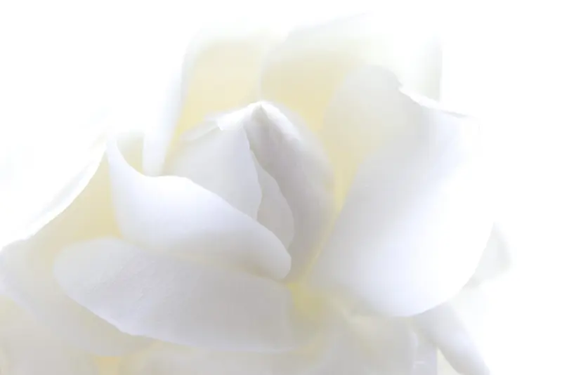 简洁干净白色花朵