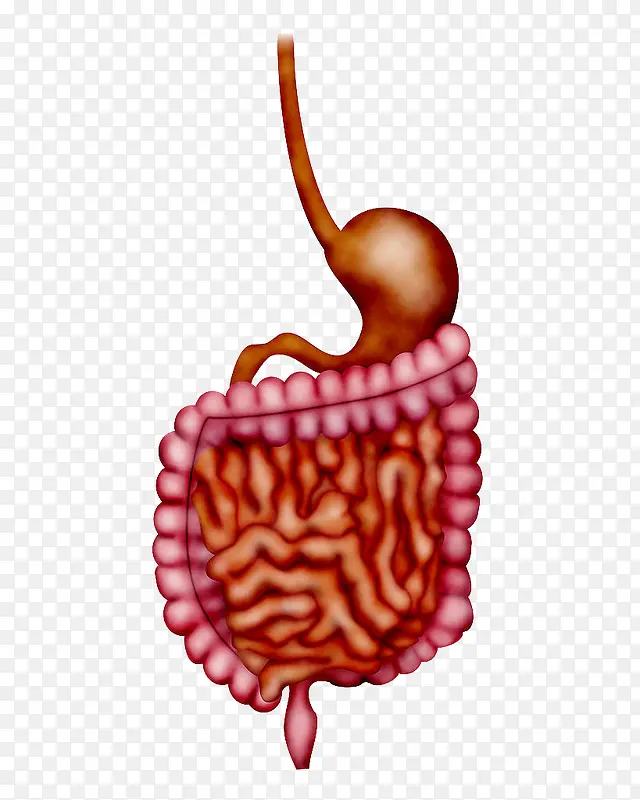 人体器官大肠模型