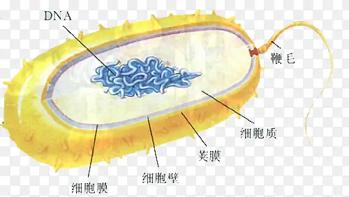 显微镜下的细菌