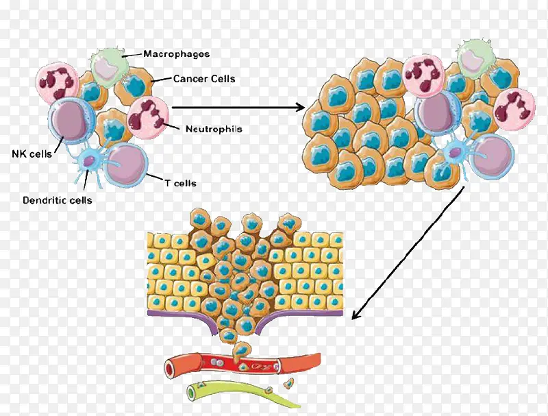 生物免疫细胞功能图示
