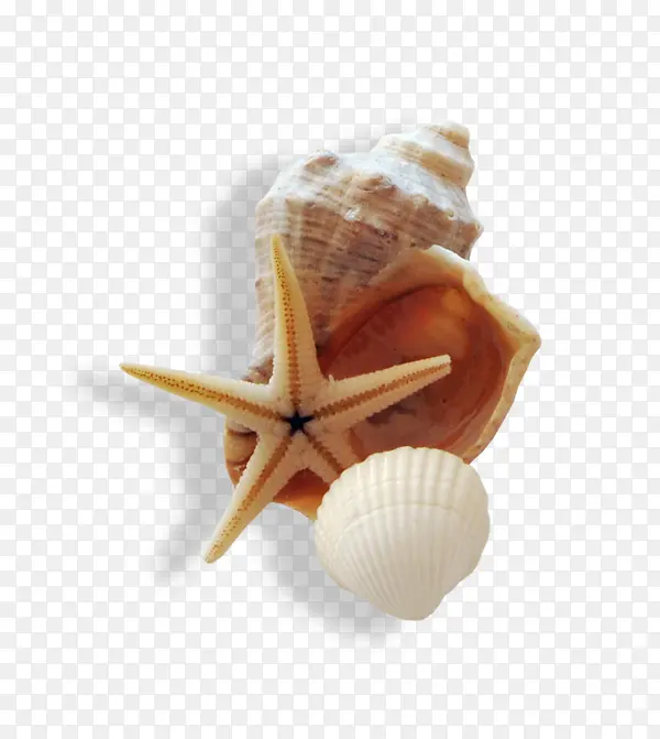 贝壳海星
