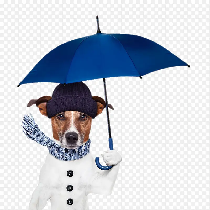 打着蓝色雨伞的狗狗