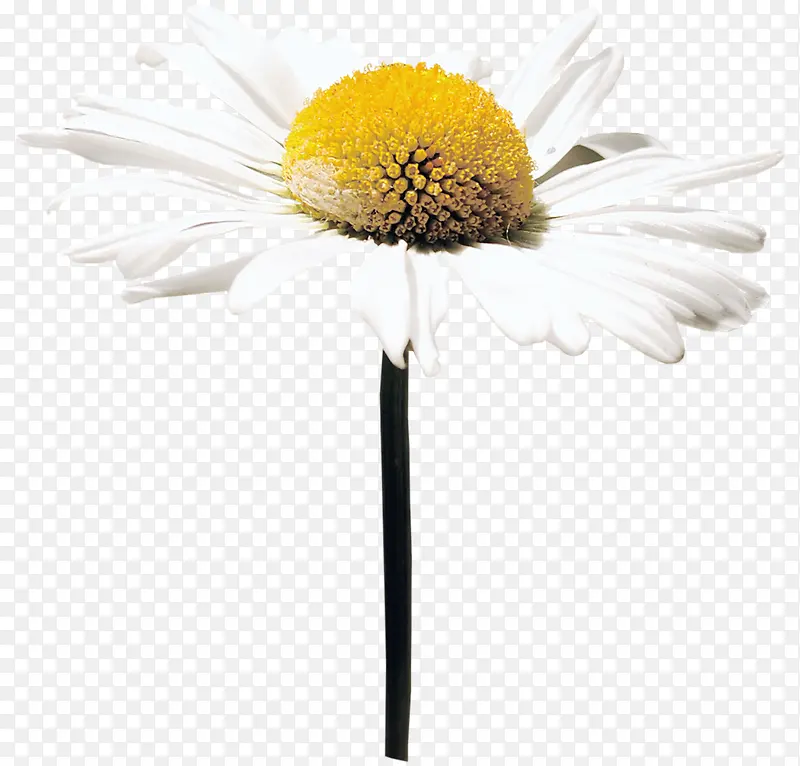 白色 小野花
