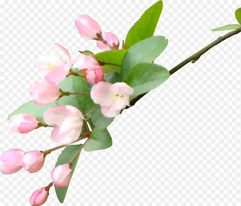 浪漫粉色樱花花枝