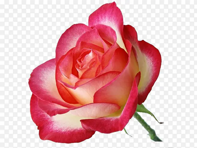 一束鲜艳的玫瑰花
