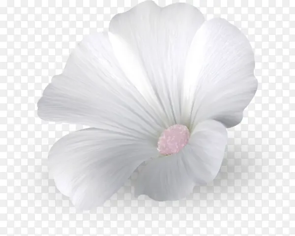白色喇叭花