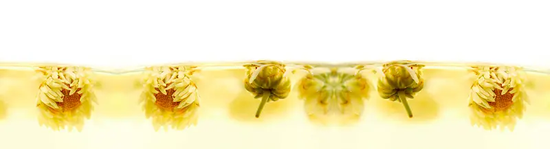 菊花花茶背景banner