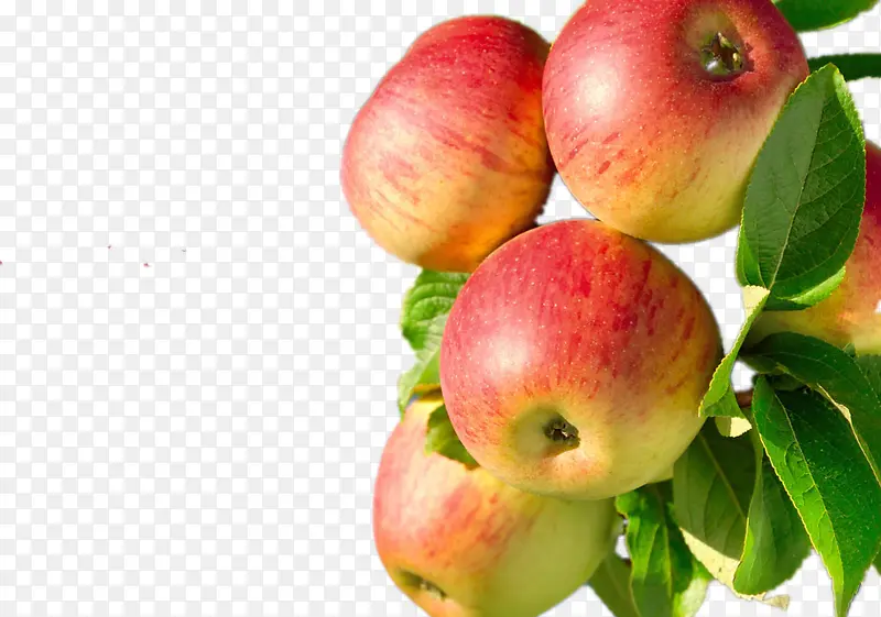 一串树上的苹果