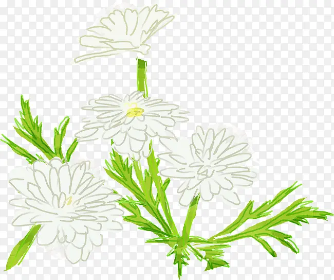 绿叶白花小雏菊