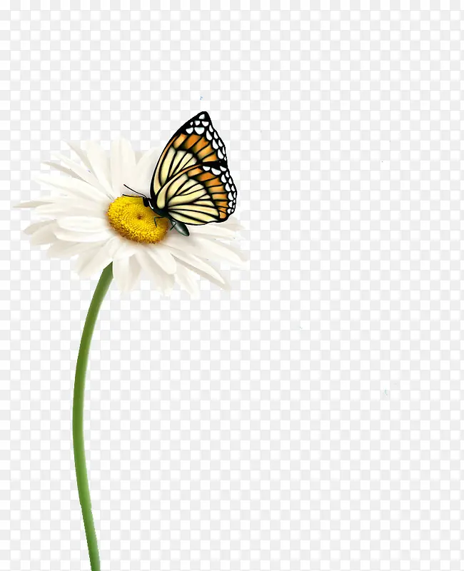闻花的蝴蝶