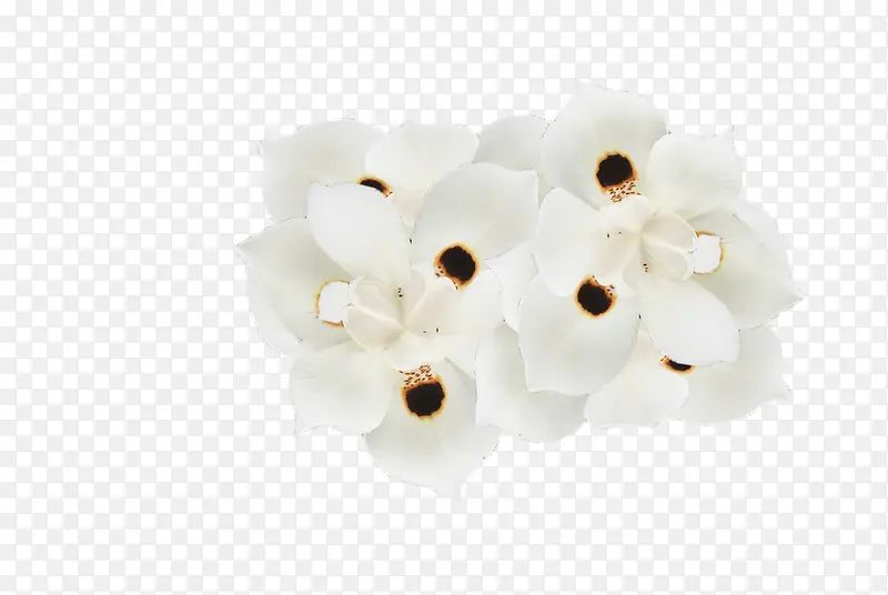 纯白的芝麻花
