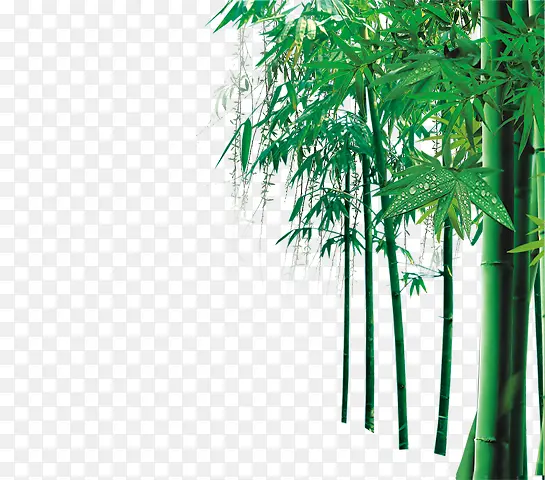 竹子