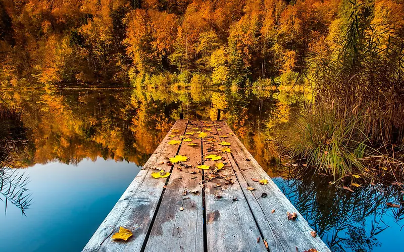 树林木板湖泊秋天