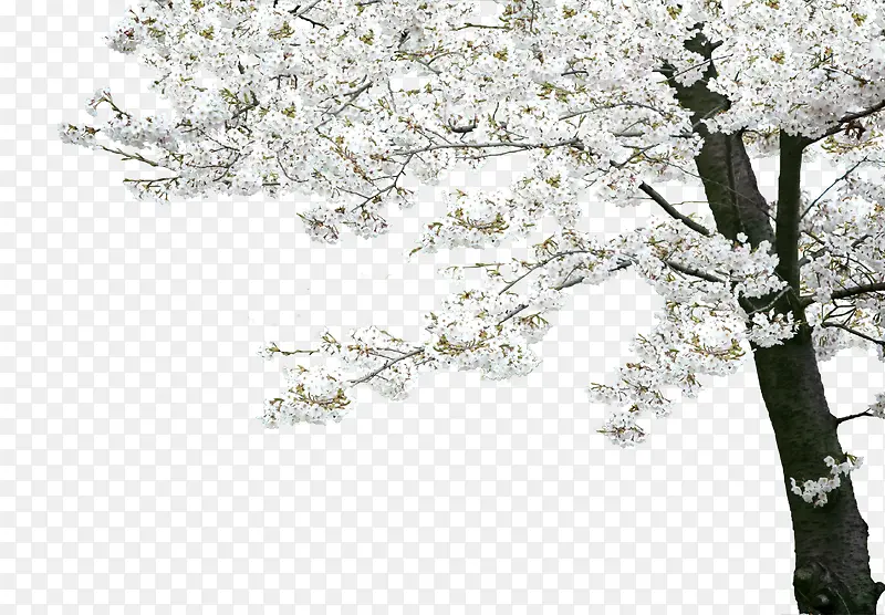 白色唯美意境花朵大树植物