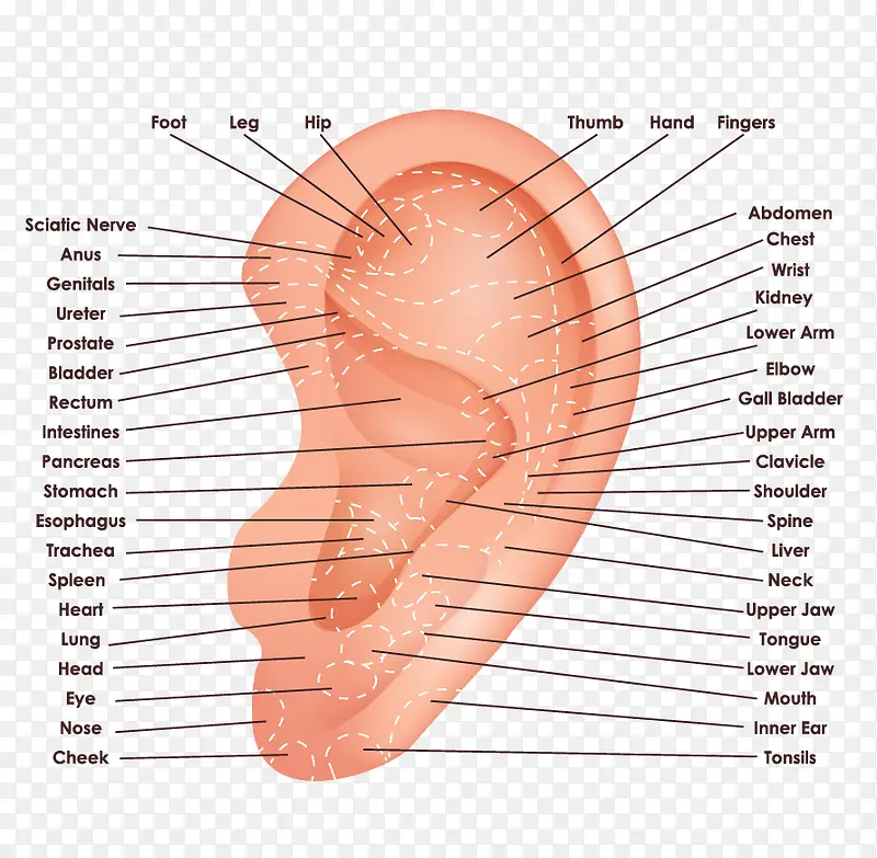 矢量人体耳朵听力穴位图