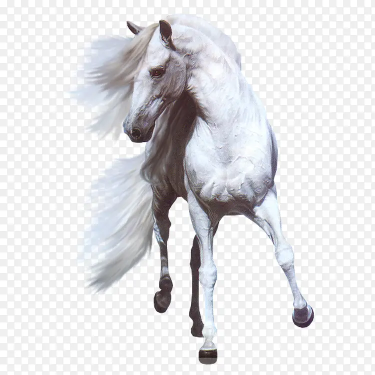 白色的马