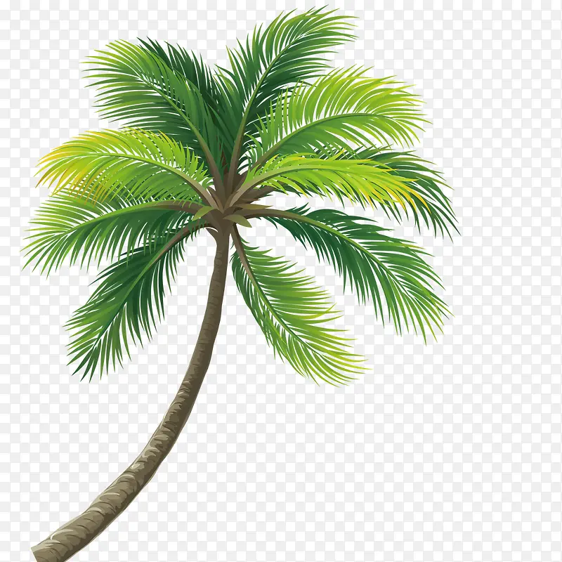 茂密椰子树