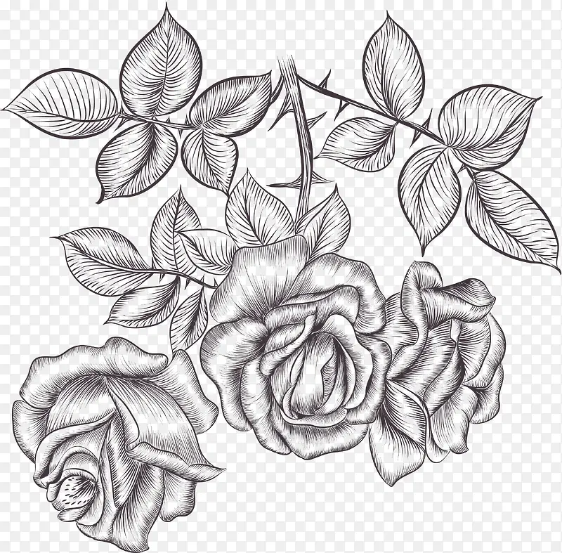精致的素描玫瑰花