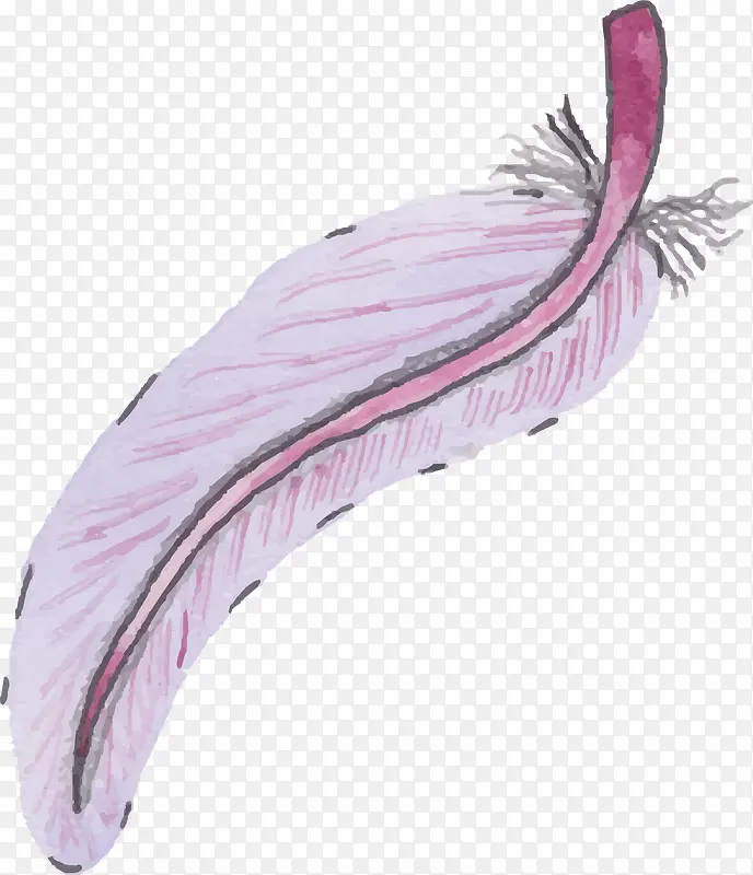 紫红色羽毛
