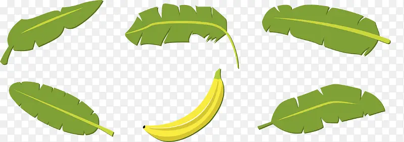 亚马逊香蕉叶