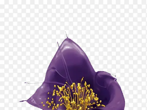 花儿