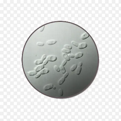 显微镜下的酵母图片素材