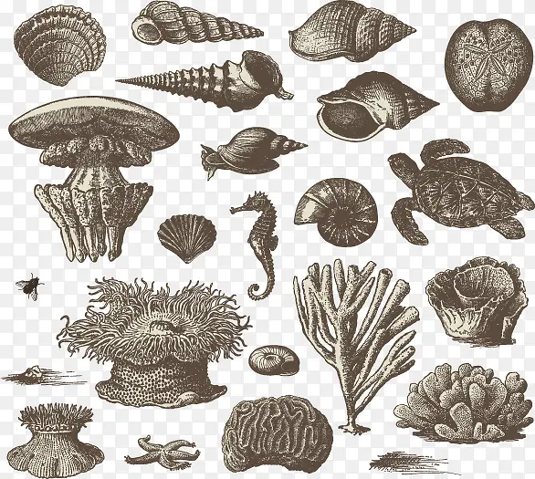 矢量手绘贝壳类生物