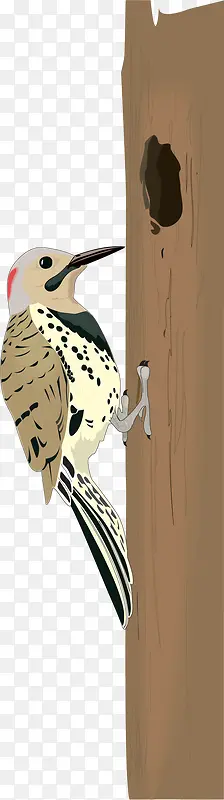 矢量手绘啄木鸟