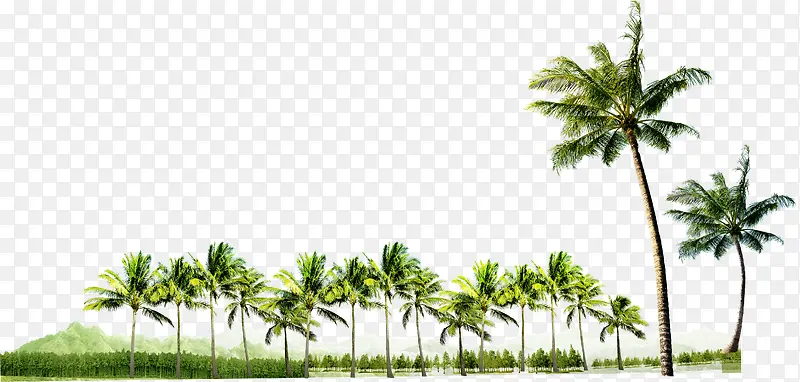 热带树林椰子树摄影