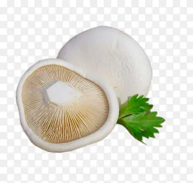 精品白灵菇