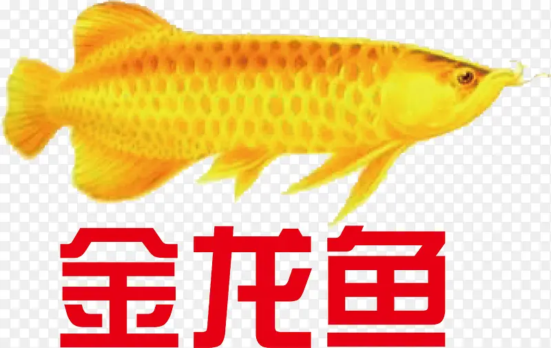 金龙鱼logo下载