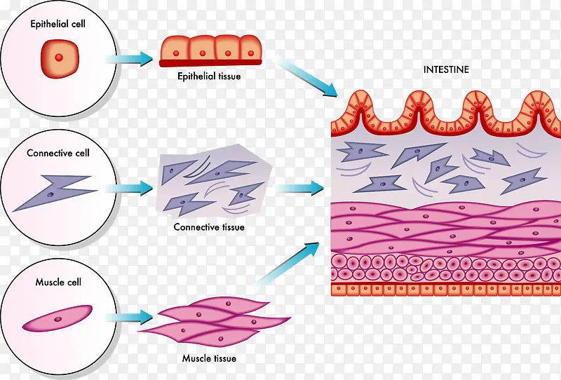 皮肤细胞分层图