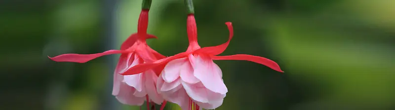 教师节鲜花背景banner创意设计