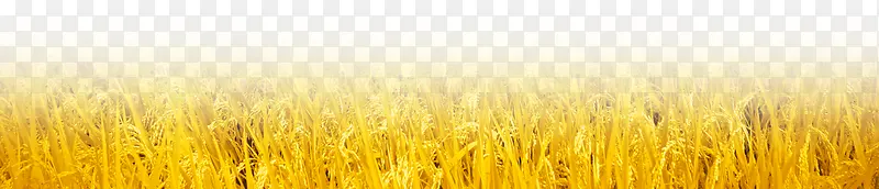 金色水稻场景装饰素材