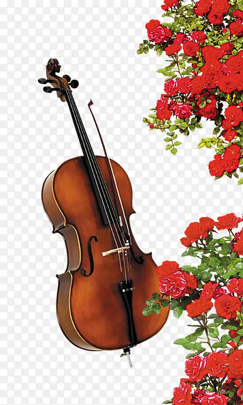 小提琴花朵