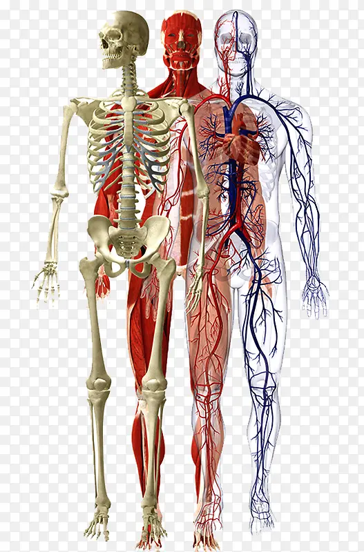 人体骨骼血液图片