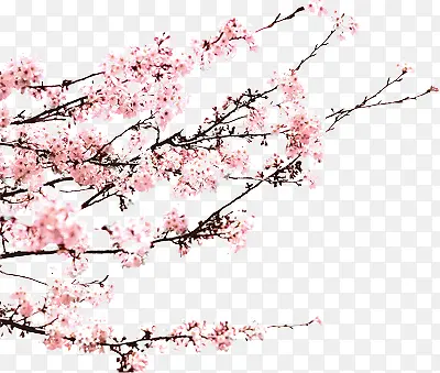 梅花素材