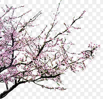 梅花