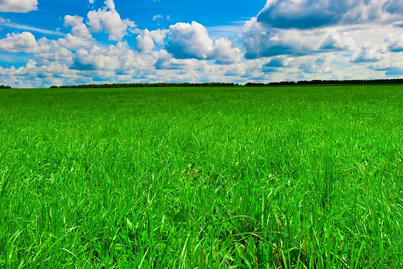 蓝天下绿色的草地