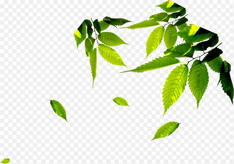 春天阳光下的树叶PNG图片素材下载_图片编号yxjjxrow-免抠素材网