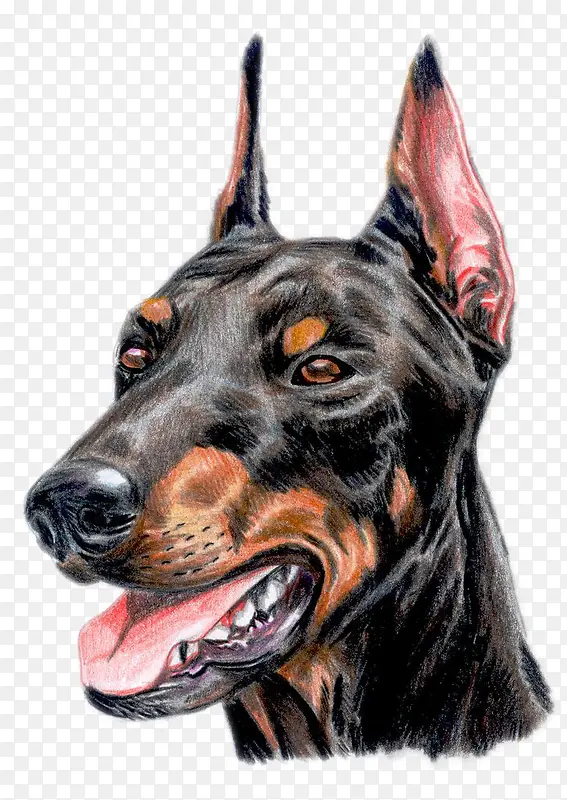 手绘的精致的狗的头像