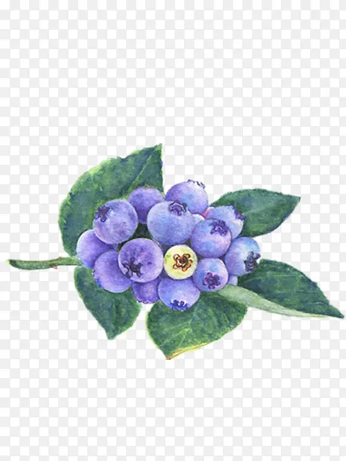漂亮的手绘蓝莓