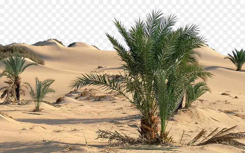 撒哈拉沙漠三