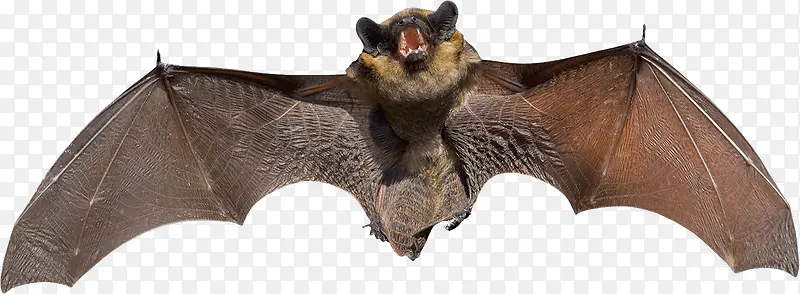 展翅蝙蝠