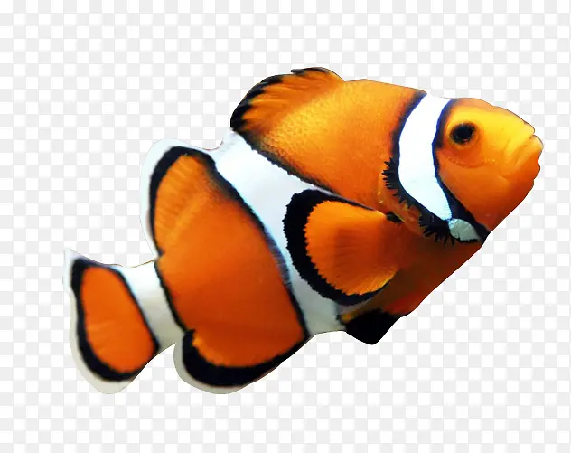 海底小丑鱼黄色