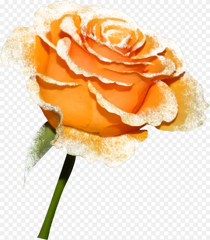 橙色唯美玫瑰花